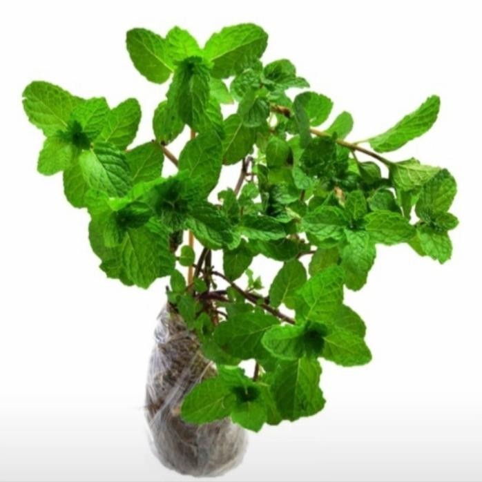 

Terlaris Bibit Daun Mint # Tanaman Herbal Pepermint