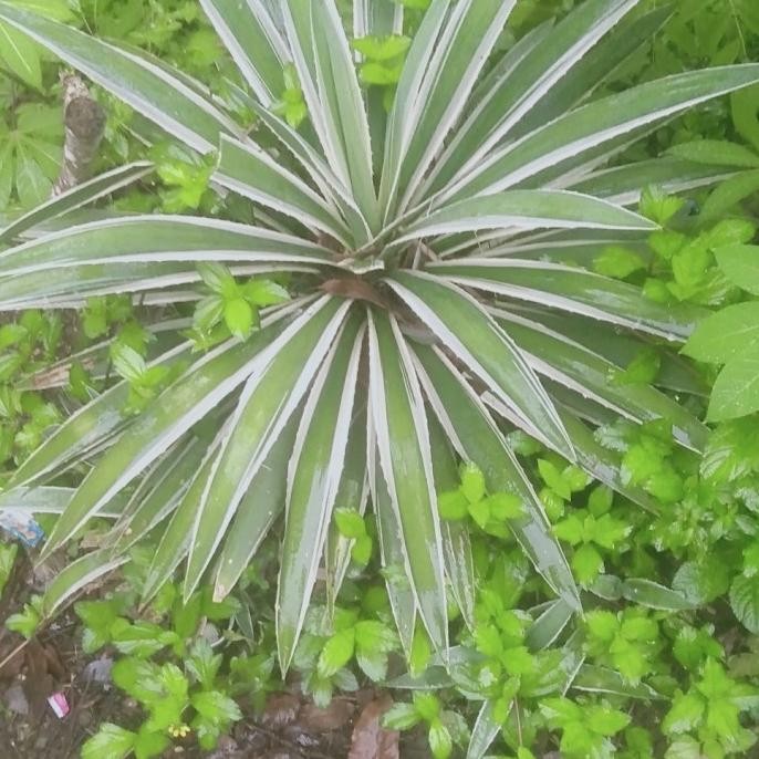 

Terlaris Bibit Lidah Buaya Varigata