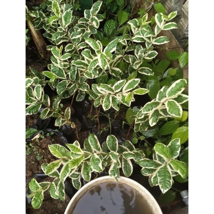 

Terlaris Bibit Jambu Kristal Varigata