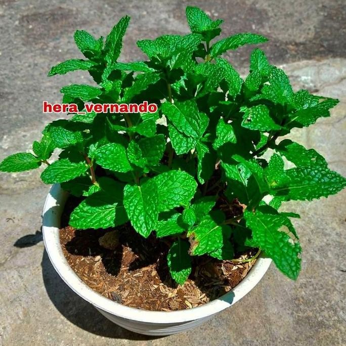 

Terlaris Bibit Daun Mint Super Rimbun