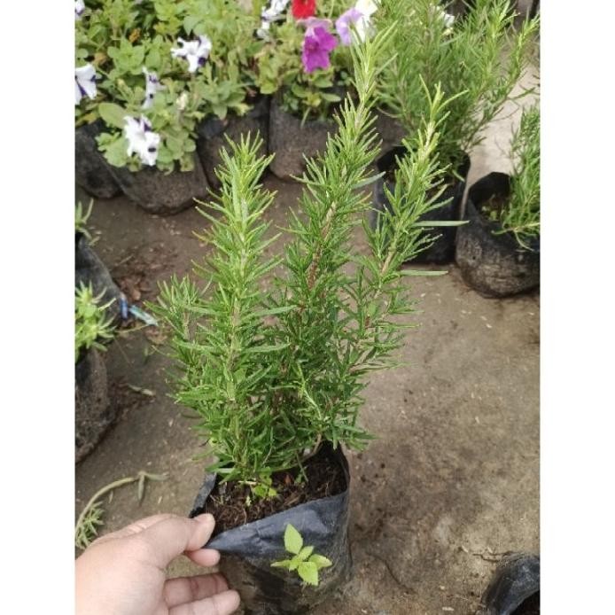 

Terlaris Bibit Rosemary Lziejj 3471En