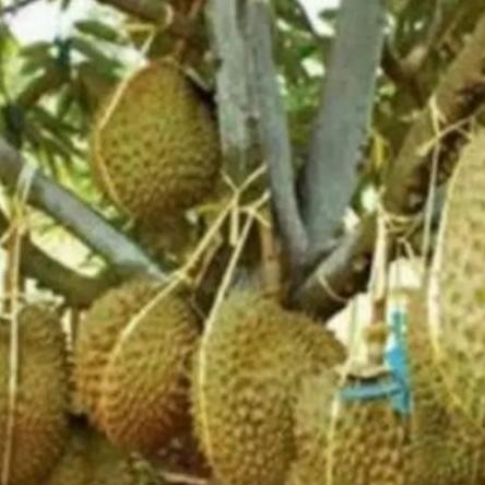 

Terlaris Official Bibit Durian Musang King Okulasi Durian Musangking Official