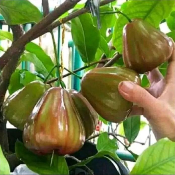 

Terlaris Bibit Jambu Air Kingrose Jumbo
