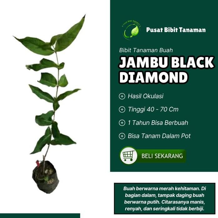 

Terlaris Bibit Tanaman Jambu Black Diamond Okulasi 40- 70Cm Kualitas Unggul