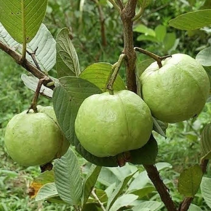 

Terlaris Bibit Tanaman Jambu Biji Tukan Manis-Bibit Pohon Jambu Tukan La Asli