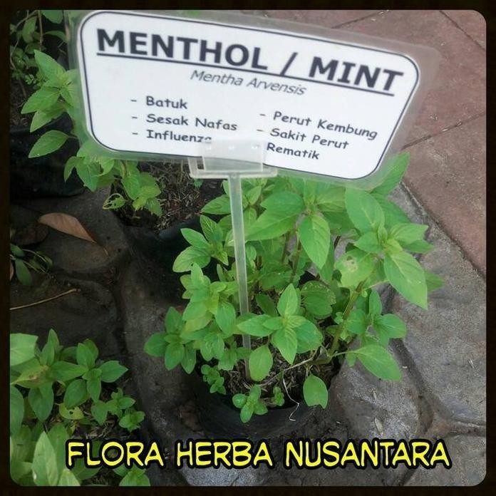 

Terlaris Promo!! Paket 10 Varian 2 Bibit Tanaman Daun Papermint & Daun Mint