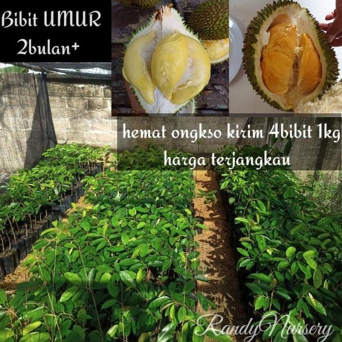 

Terlaris Bibit Durian Super Tembaga Bangka Dan Namlung/Cumasi Ukuran Baby