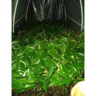 

Terlaris Bibit Durian Baby Musangking Super (Termurah) Real Pic