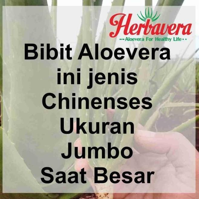 

Terlaris Bibit Aloevera Lidah Buaya