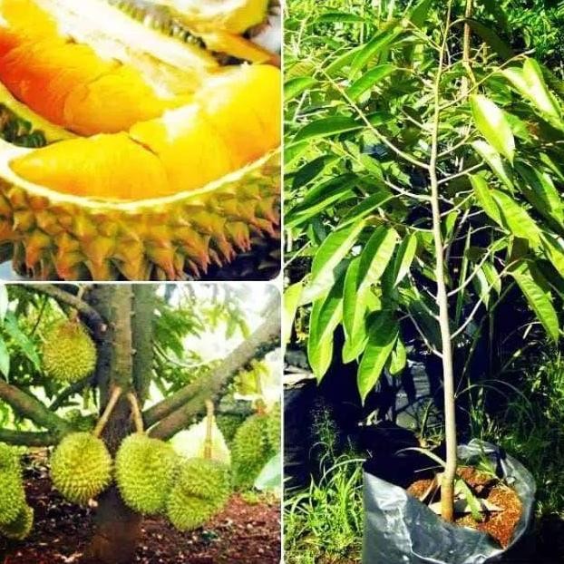 

Terlaris Bibit Durian Musangking