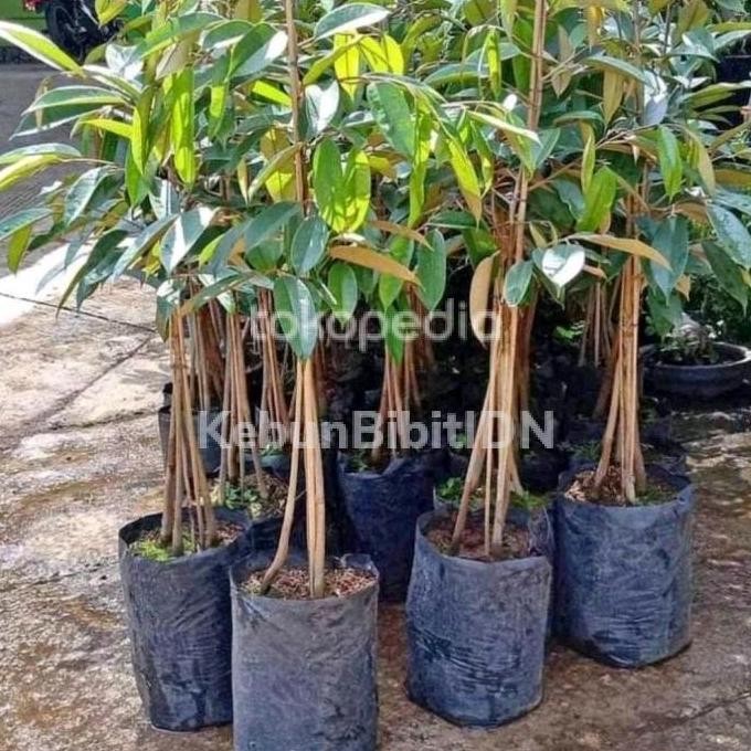 

Terlaris Bibit Tanaman Durian Kaki 3 Musangking Bawor Duri Hitam Monthong