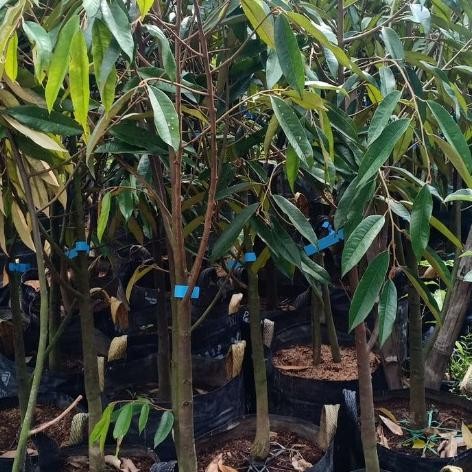 

Terlaris Bibit Durian Musangking Batang Besar 2Meter / Durian Musangking 2Meter