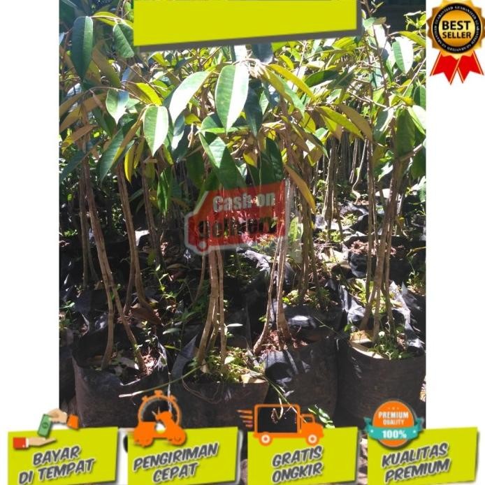 

Terlaris Bibit Durian Musangking Kaki 3