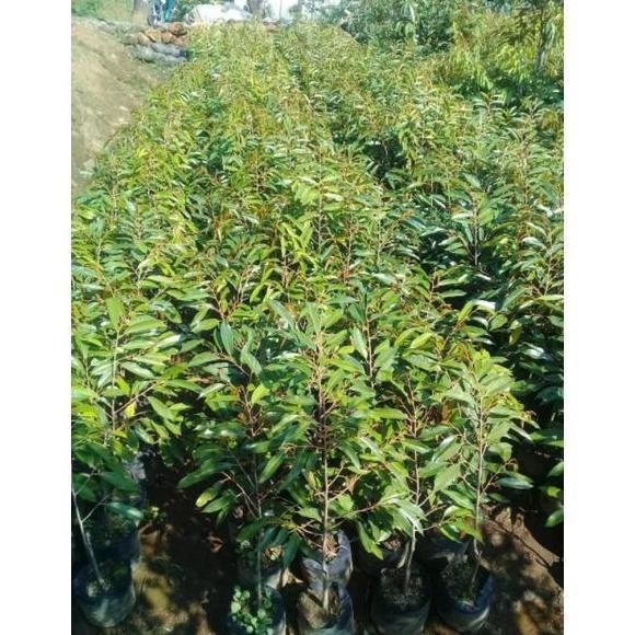 

Terlaris Sale Bibit Durian Bawor