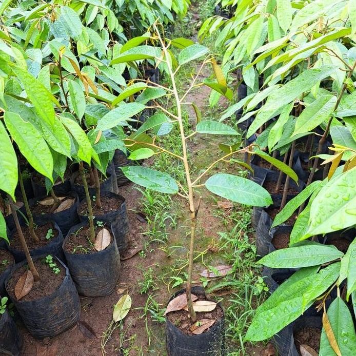 

Terlaris Paket 3Pcs Bibit Durian Campur Bawor Musangking Namlung Super Bagus