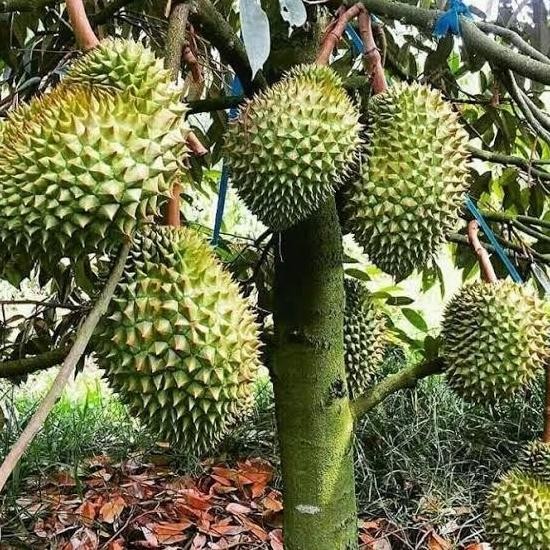 

Terlaris Bibit Durian Bawor Hasil Okulasi Pendek Berbuah