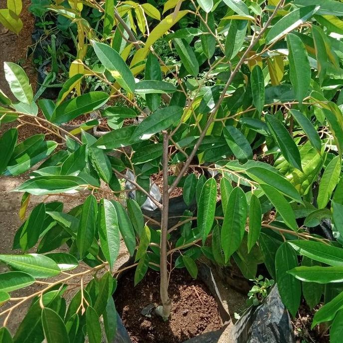 

Terlaris Tanaman Bibit Durian Bawor Tinggi 1 Meter Daun Rimbun