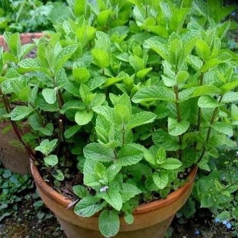 

Terlaris Bibit Benih Biji Tanaman Herbal Daun Mint Spearmint Cocok Untuk