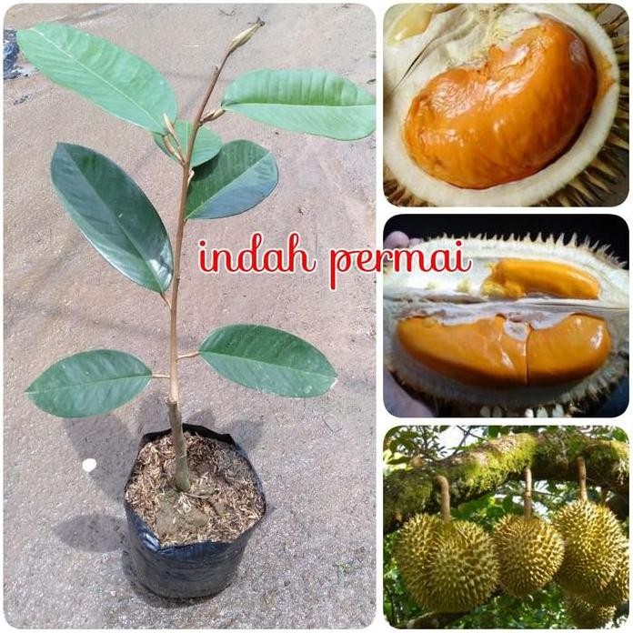 

Terlaris Bibit Durian Tembaga Atau Durian Emas