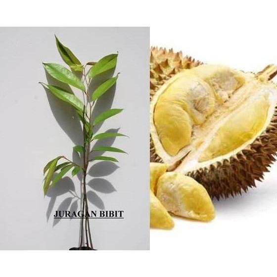 

Terlaris Bibit Durian Bawor Kaki Tiga Unggul Murah Siap Tanam Hail Okulasi