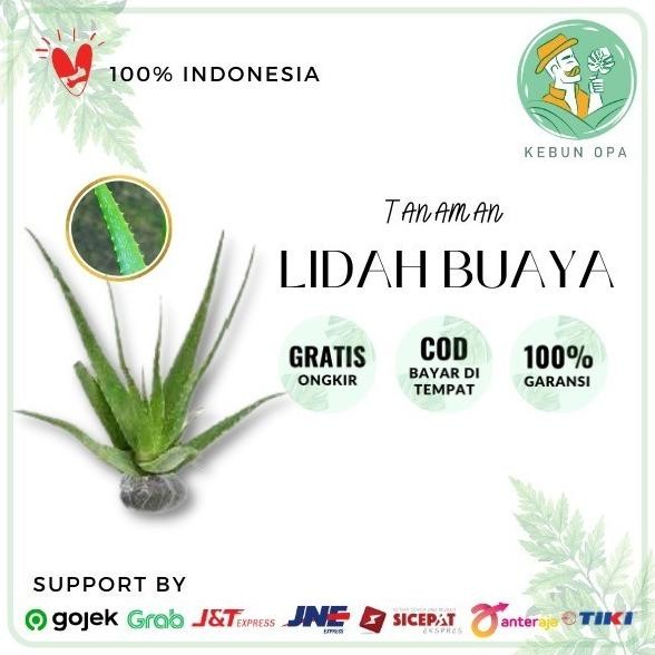 

Terlaris Bibit Tanaman Lidah Buaya Aloe Vera Segar Mmz