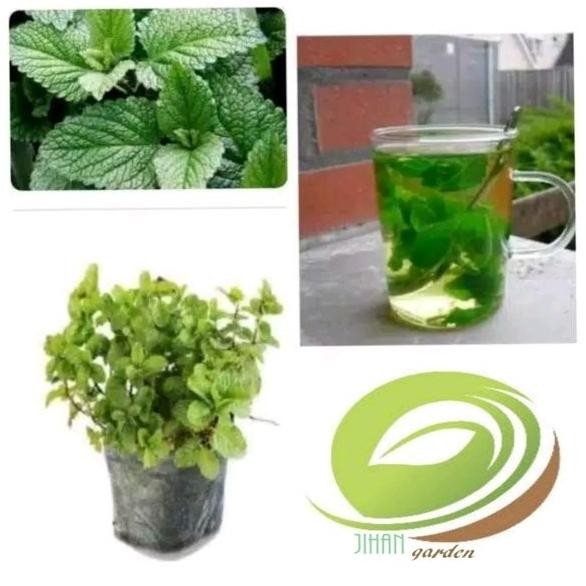 

Terlaris Bibit Tanaman Spearmint- Mentha-Daun Mint