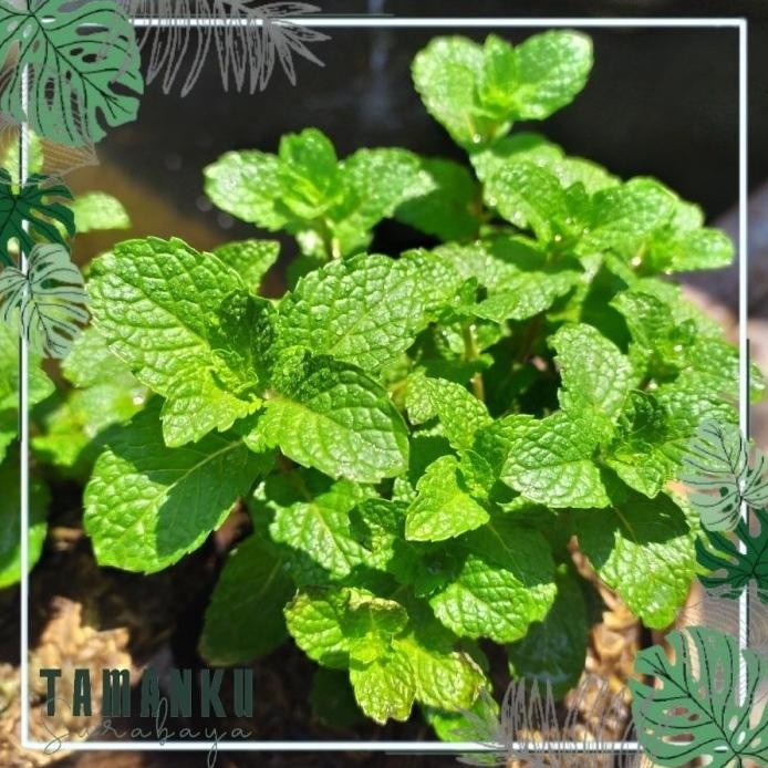 

Terlaris Tanaman Daun Mint Spearmint Bibit Daun Mint Herbal Organik