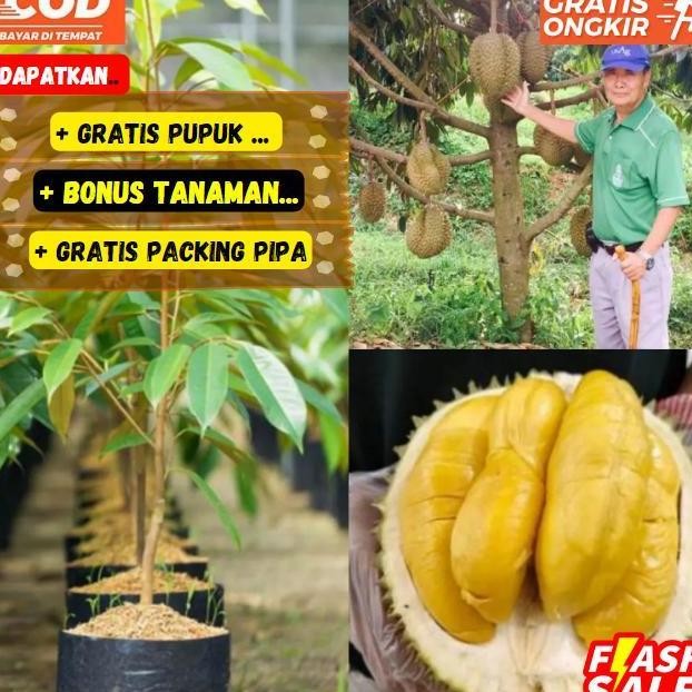 

Terlaris Pohon Durian Musangking Kaki 3 Bibit Super Unggul Cepat Berbuah