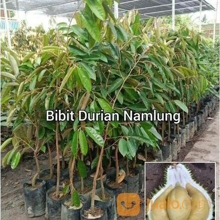 

Terlaris Bibit Durian Namlung Tinggi 1 Meter Up Cepat Berbuah | Durian Genjah