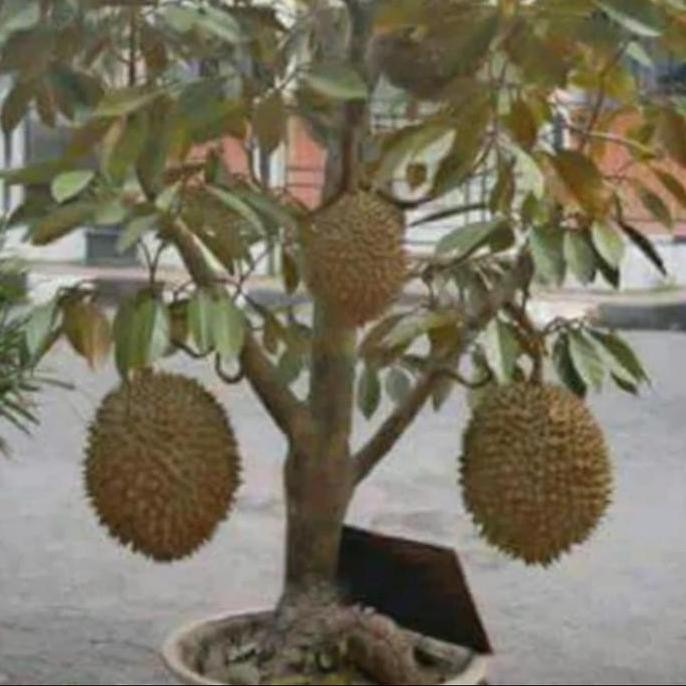 

Terlaris Bibit Buah Durian Montong Bisa Berbuah Dalam Pot(Tabulapot)
