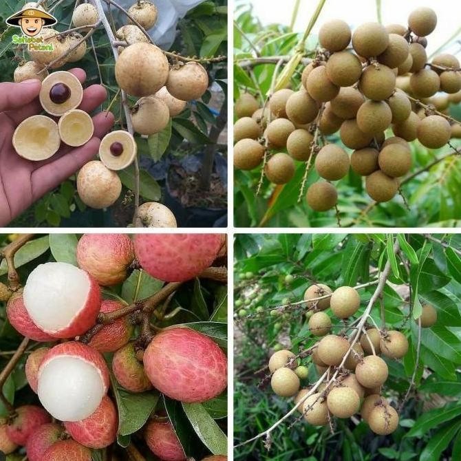 

Terlaris Gs Paket 4 Bibit Kelengkeng Merah - Matalada - A Durian - Puangray |