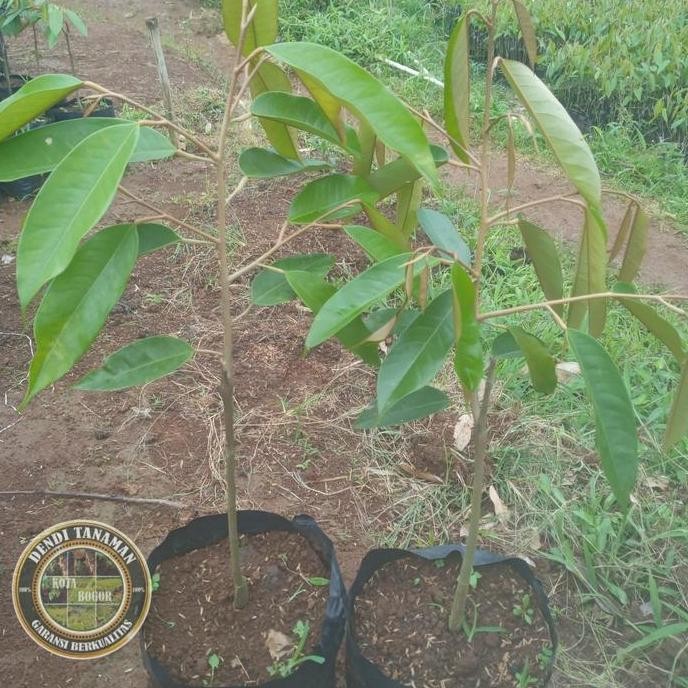 

Terlaris Bibit Pohon Durian Montong Kaki Tunggal / Tanaman Buah Durian