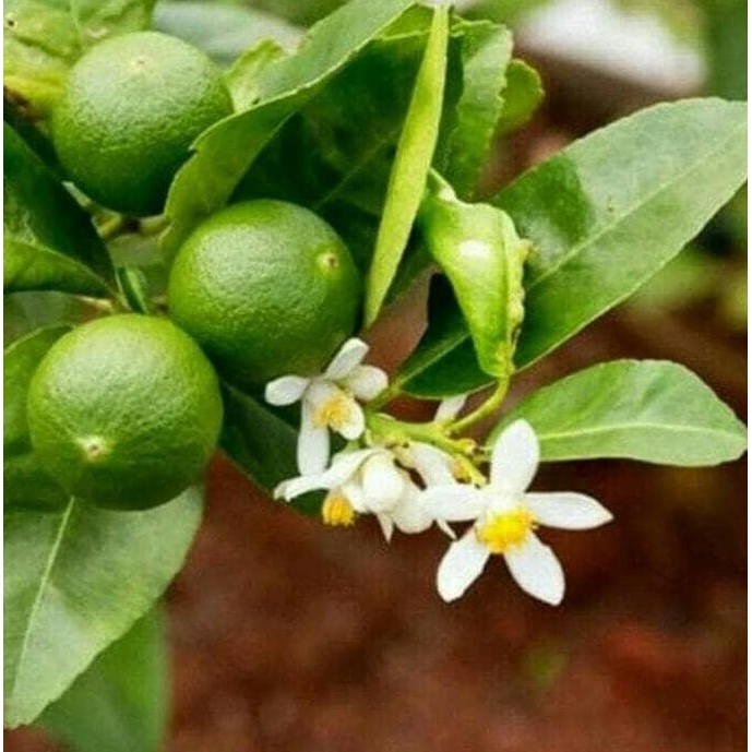 

Terlaris Bibit Pohon Jeruk Nipis