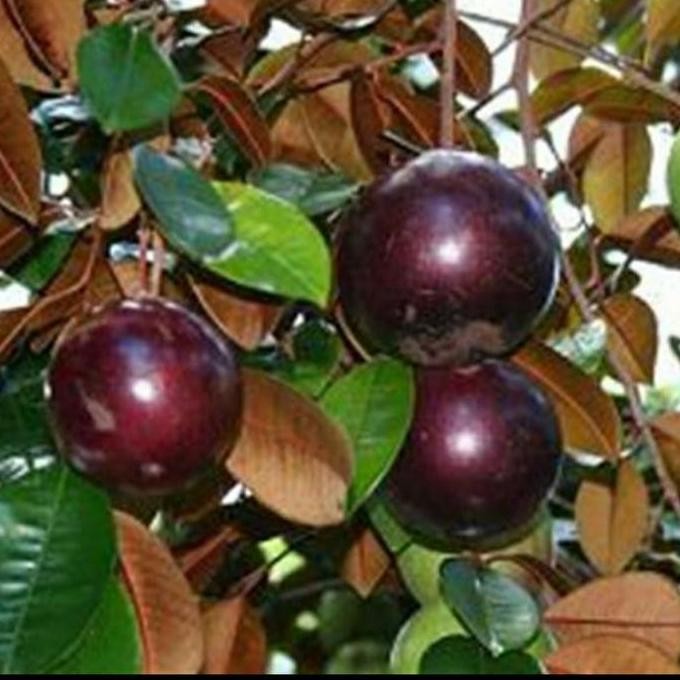 

Terlaris Bibit Tanaman Buah Kenitu Ungu/ Sawo Durian Okulasi