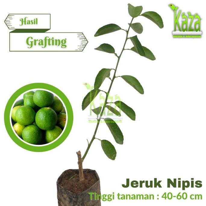 

Terlaris Bibit Jeruk Nipis Grafting Tinggi 40-60 Cm - Okulasi Enten