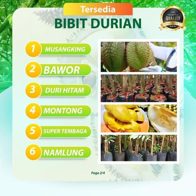 

Terlaris Terlaris !!! Bibit Durian Tinggi 1 Meter Musang King/ Bawor/ Duri Hitam/ Montong/ Super Tembaga/ Namlung Bergaransi