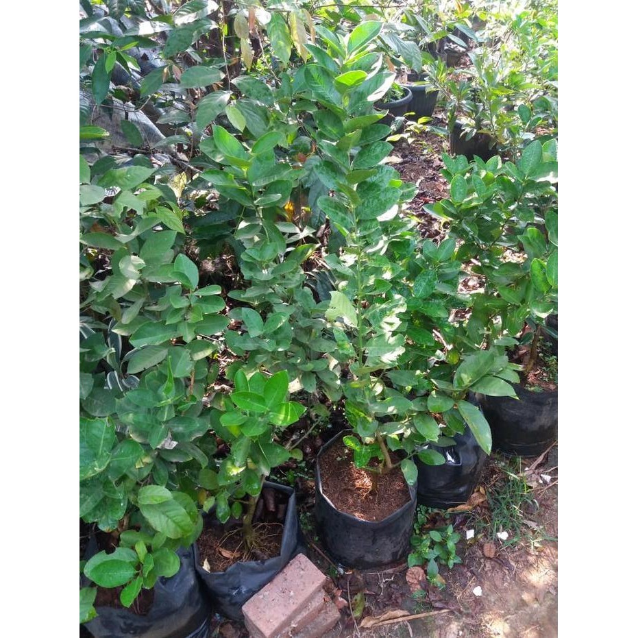 

Terlaris Bibit Tanaman Jeruk Nipis//Pohon Jeruk Nipis