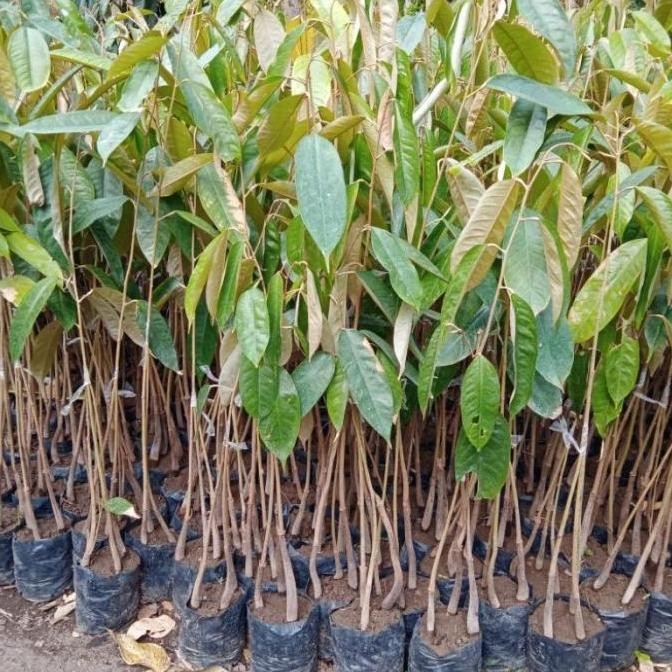 

Terlaris Bibit Tanaman Buah Durian Musang King Kaki 3 Sedling Super Dalam Pot