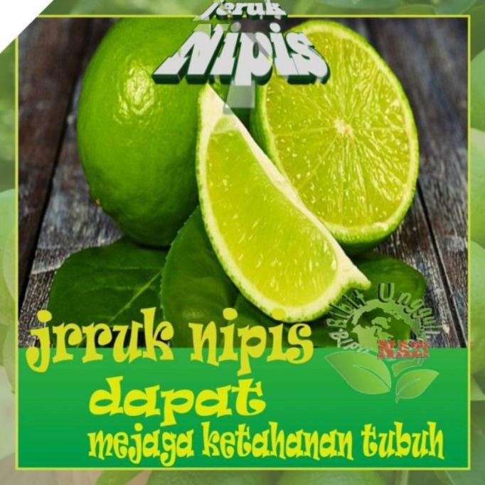 

Terlaris Nn Bibit Jeruk Nipis Okulasi Super Unggul Dan Genjah Bisa Tabulampot