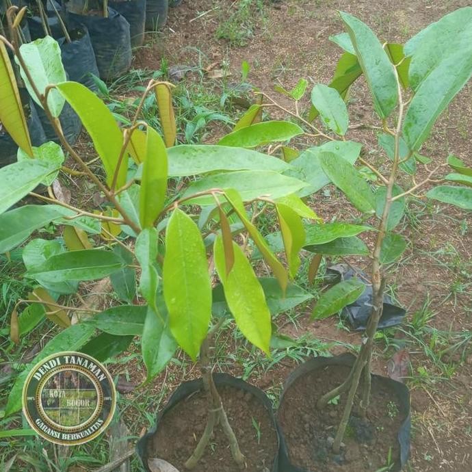 

Terlaris Bibit Pohon Durian Oce Duri Hitam / Tanaman Buah Durian