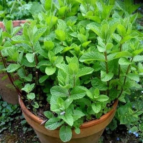 

Terlaris Biji Benih Bibit Herbal Daun Mint Spearmint - Aroma Mint Segar