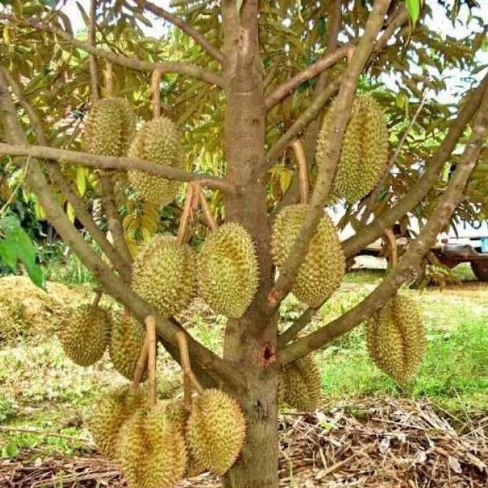 

Terlaris Bibit Tanaman Pohon Buah Durian Montong Okulasi Cepat Berbuah