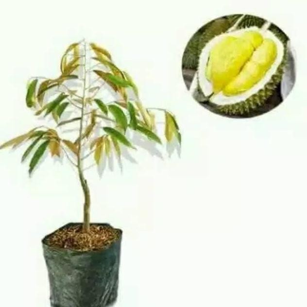 

Terlaris Bibit Durian Bawor