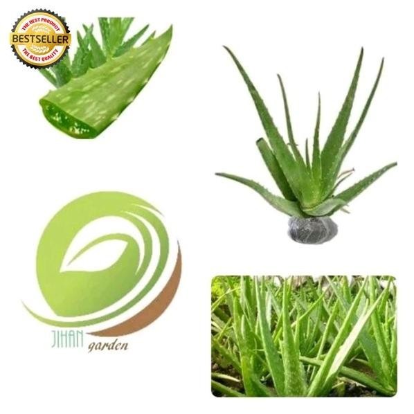 

Terlaris Bibit Lidah Buaya -Aloe Vera-Tanaman Herbal