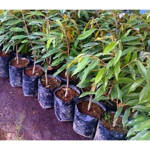 

Terlaris Bibit Buah Durian Simas Limas