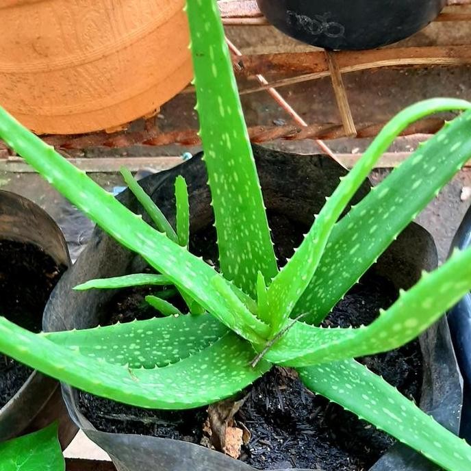 

Terlaris Bibit Tanaman Pohon Lidah Buaya. Pohon Sehat Dan Bercabang Banyak.