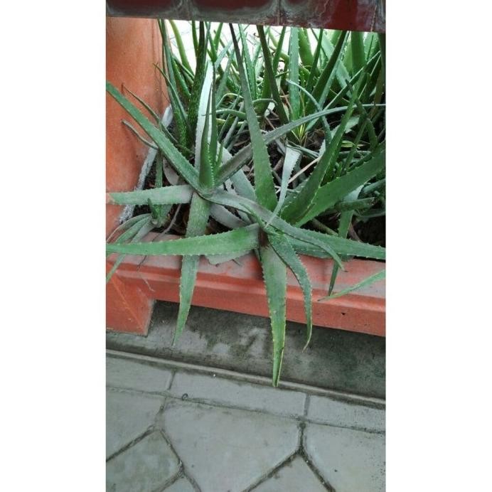 

Terlaris [Bonus Pupuk] Bibit Bunga Lidah Buaya / Aloe Vera Qzjjmg 4583Xs