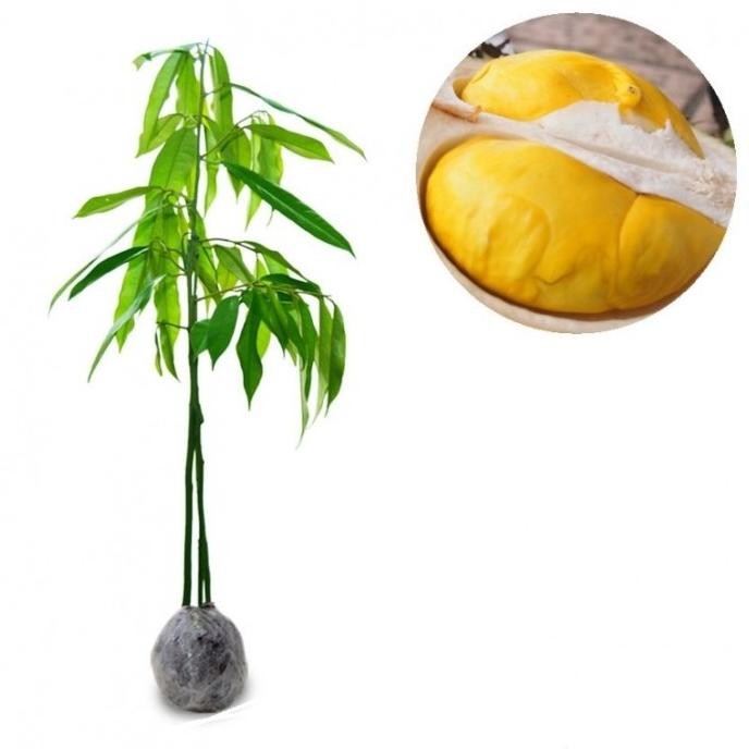 

Terlaris Bibit Durian Montong Kaki 3 Okulasi