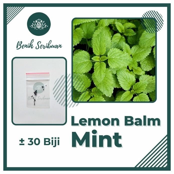 

Terlaris 30 Benih Herbal Lemon Balm Bibit Herbs Daun Mint Import Herb Unggul