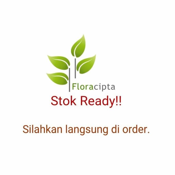 

Terlaris Pohon Mint Menthol - Bibit Tanaman Mint Satu Pot - Daun Mint Herba